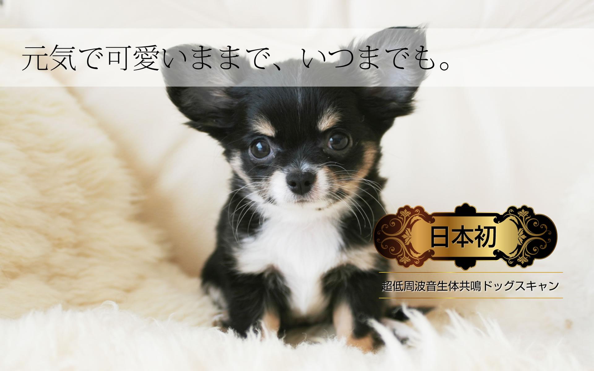 犬用健康器具「ドッグスキャン」